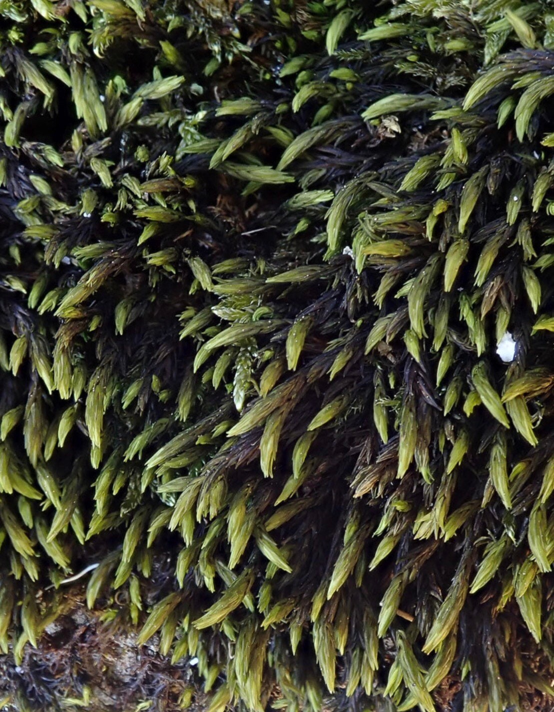 Aquatic moss, Racomitrium aquaticum, with Phytosanitary certification and Passport, grown by moss supplier
