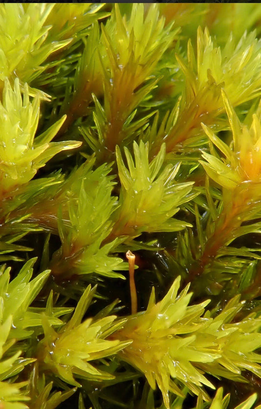 Aquatic moss, Racomitrium aquaticum, with Phytosanitary certification and Passport, grown by moss supplier