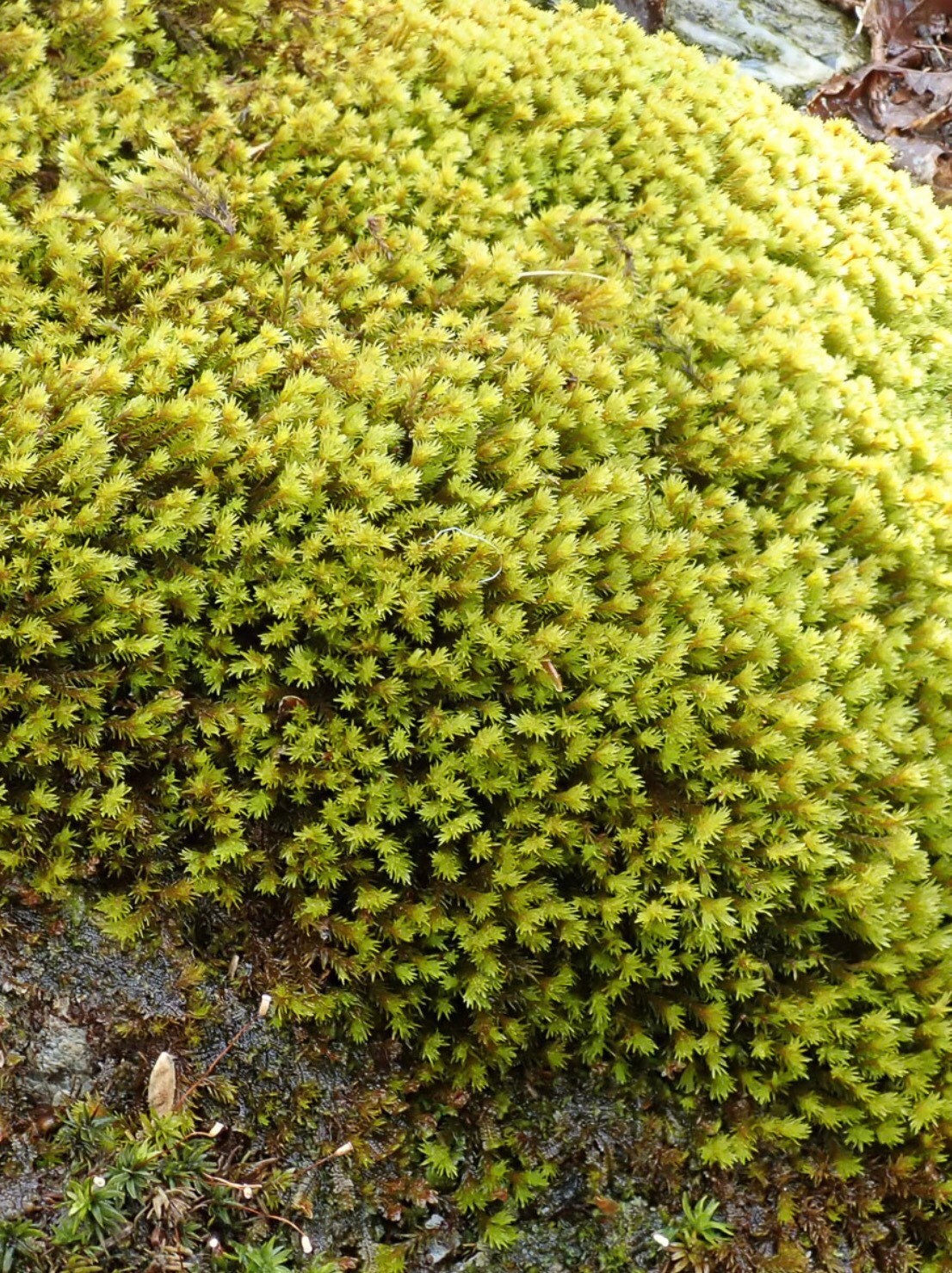 Aquatic moss, Racomitrium aquaticum, with Phytosanitary certification and Passport, grown by moss supplier