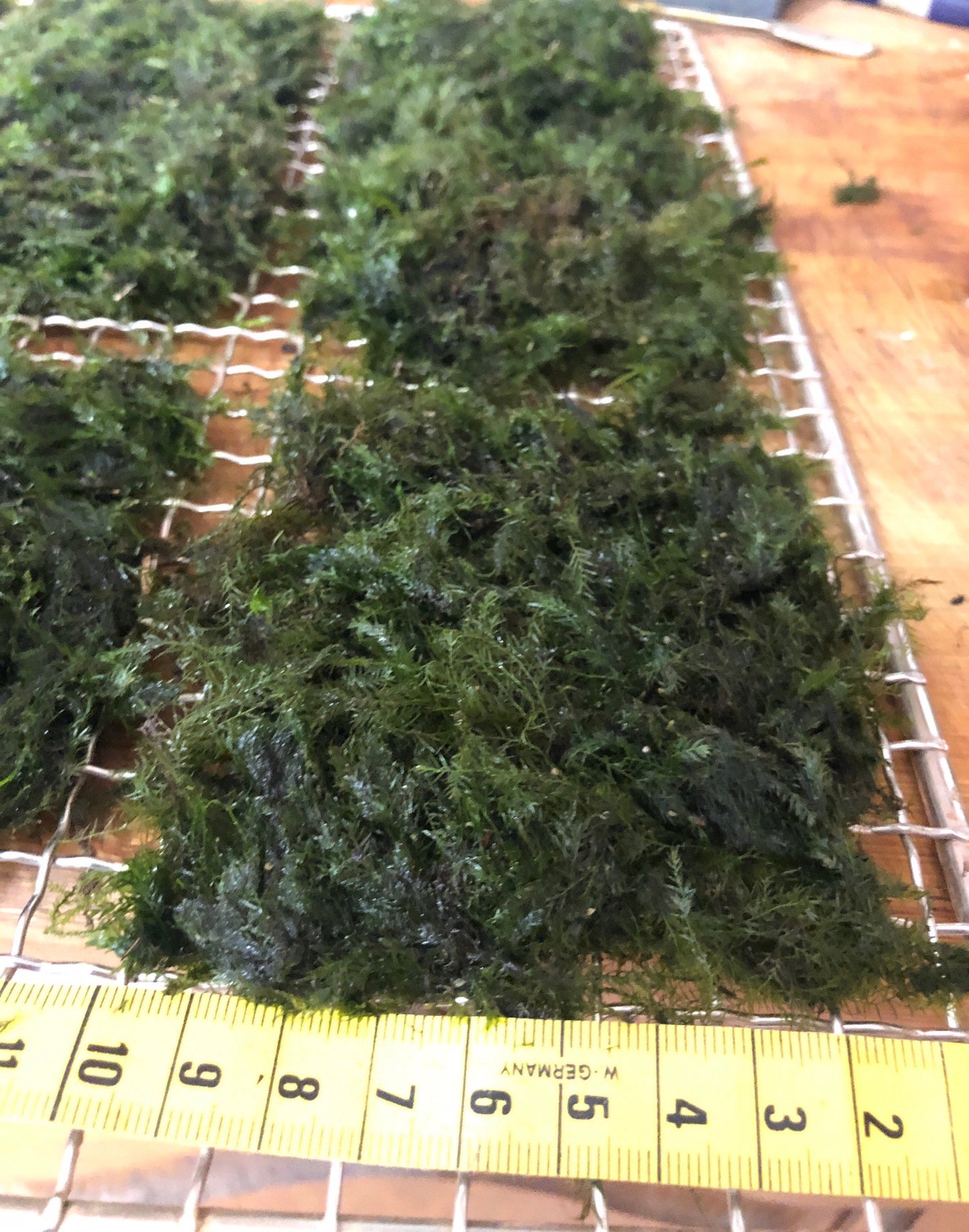 Aquarium moss Fissidens fontanus "Phoenix Moss", with Phytosanitary certification and Passport, grown by moss supplier