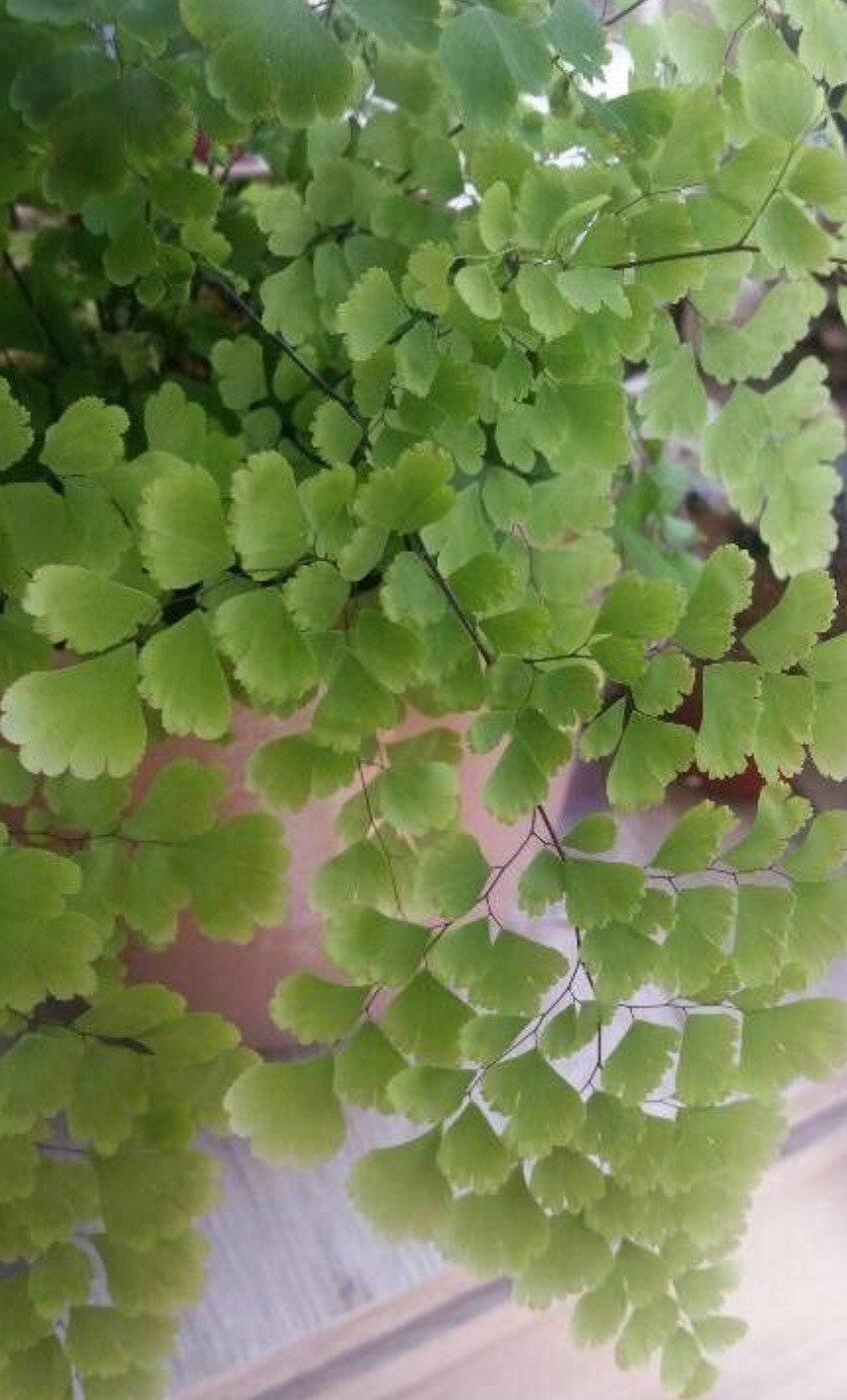 Adiantum capillus-veneris, the Southern maidenhair fern with Phytosanitary certification and Passport, grown by moss supplier