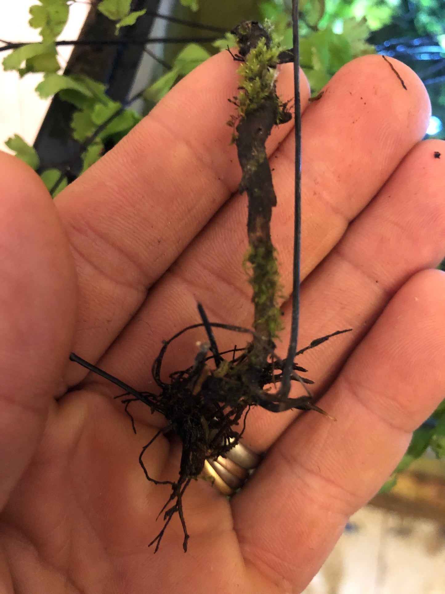 Adiantum capillus-veneris, the Southern maidenhair fern with Phytosanitary certification and Passport, grown by moss supplier