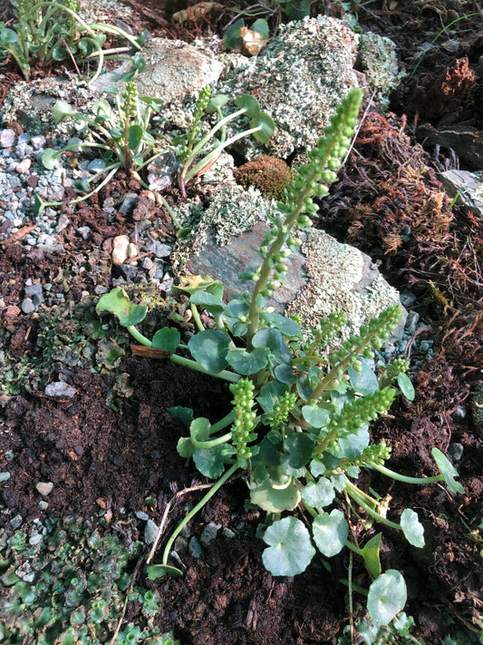 3 Umbilicus rupestris tuberous roots,  the navelwort, penny-pies or wall pennywort, Perfect for terrariums vivariums and rock wall gardens!