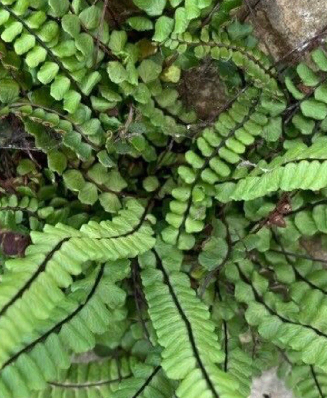 Terrarium moss Barbula unguiculata, with Phytosanitary certification and  Passport, grown by moss supplier