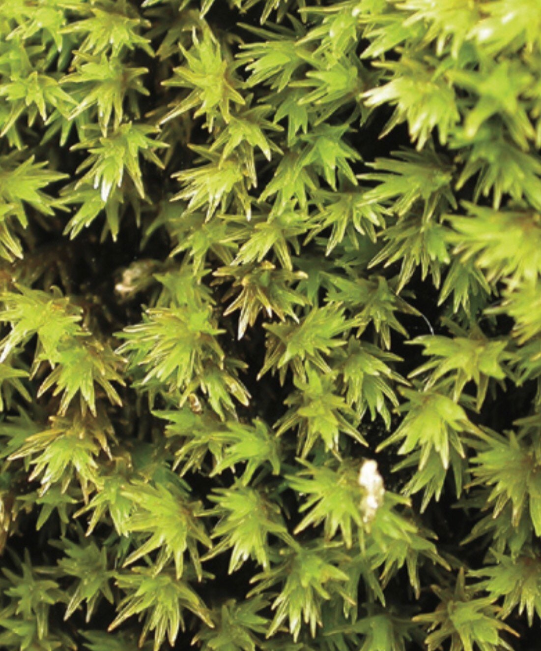 Aquatic moss, Racomitrium aquaticum, with Phytosanitary certification and Passport, grown by moss supplier