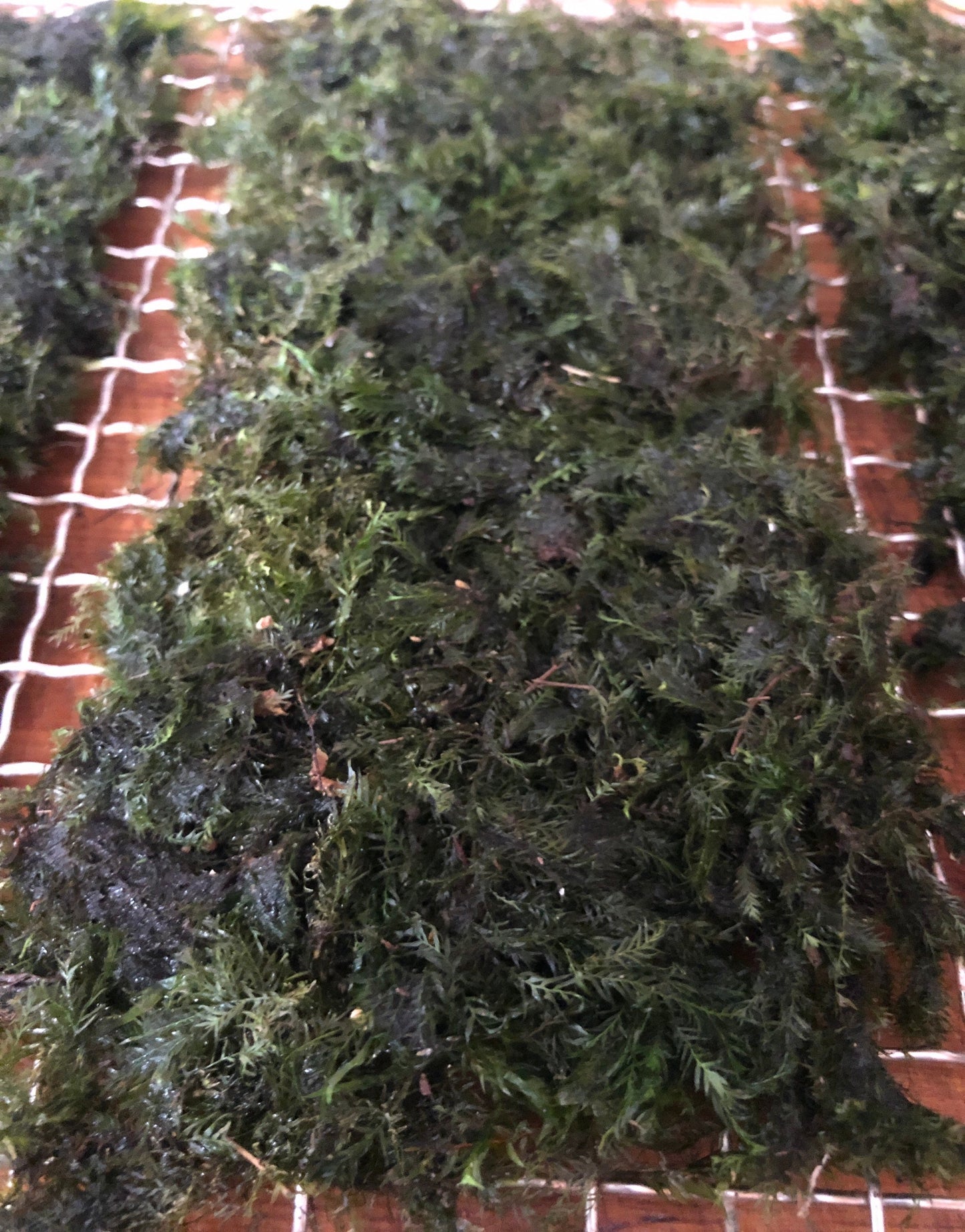 Aquarium moss Fissidens fontanus "Phoenix Moss", with Phytosanitary certification and Passport, grown by moss supplier