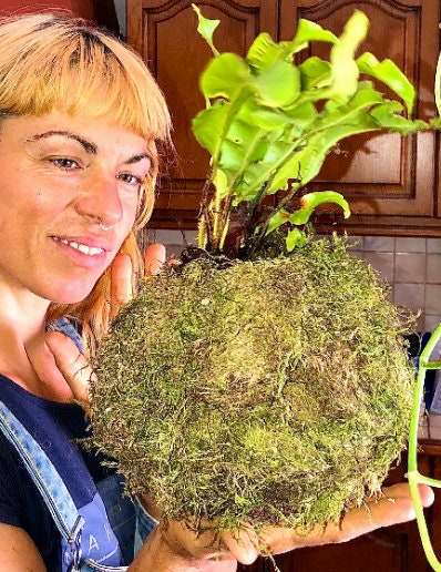 Terrarium Fern Moss aka Thuidium Delicatulum with Phytosanitary certification and Passport, grown by moss supplier