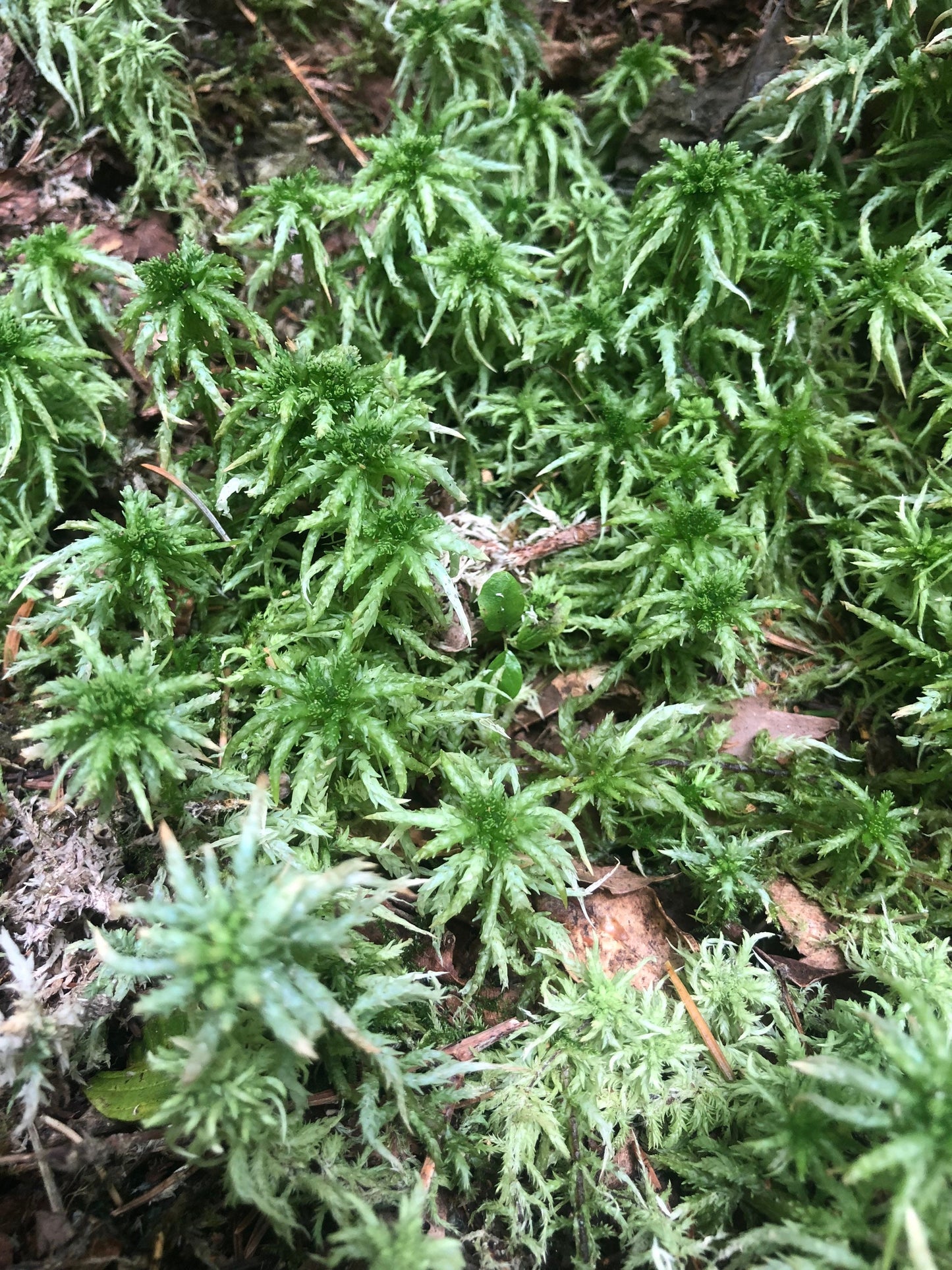 Living Sphagnum flexuosum Terrarium moss, with Phytosanitary certification and Passport, grown by moss supplier