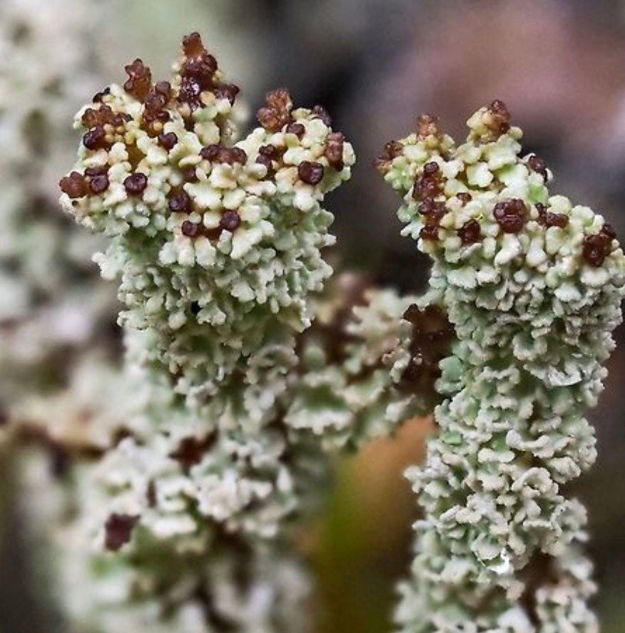 Dragon horn lichen, with Phytosanitary certification and Passport, grown by moss supplier