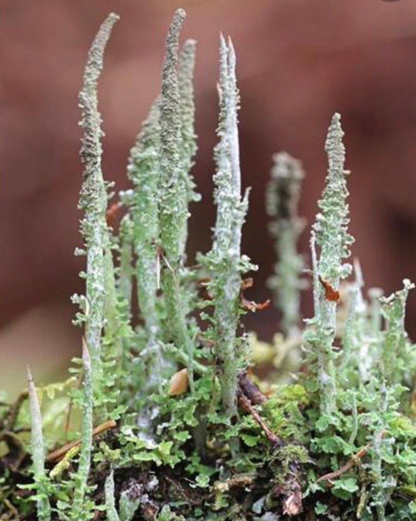 Dragon horn lichen, with Phytosanitary certification and Passport, grown by moss supplier