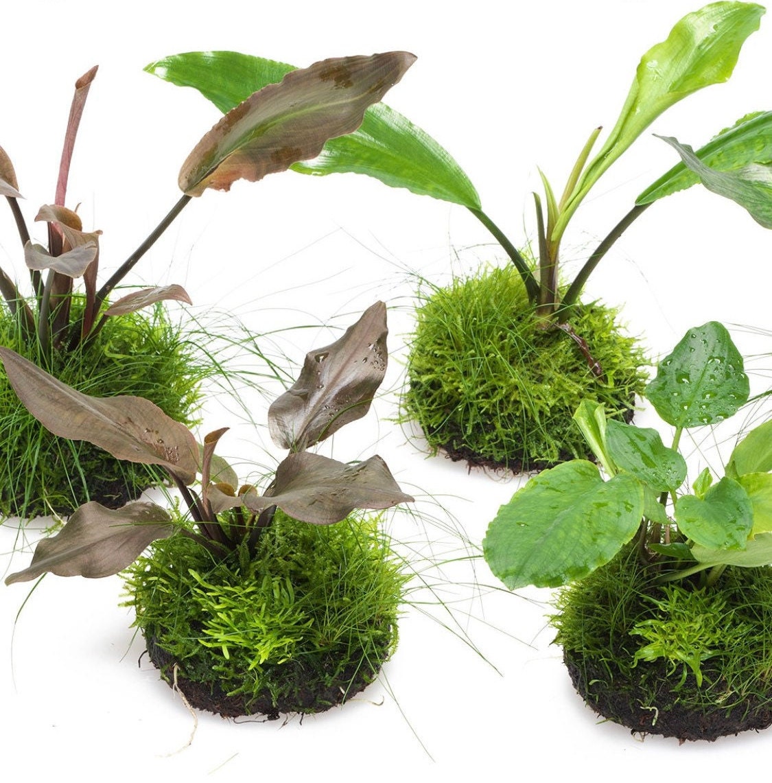 Wabi kusa Balls terrarium or aquarium