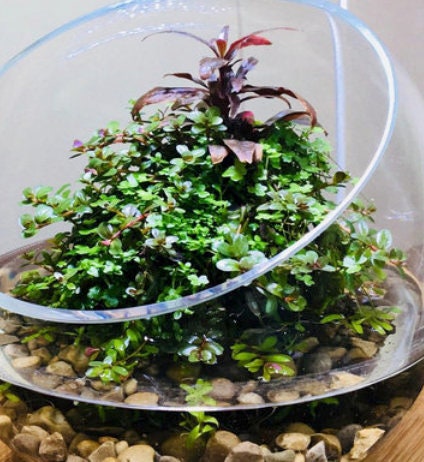 Wabi kusa Balls terrarium or aquarium