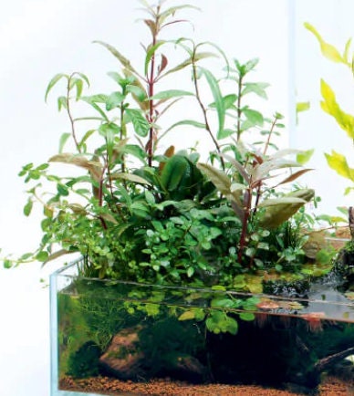 Wabi kusa Balls terrarium or aquarium