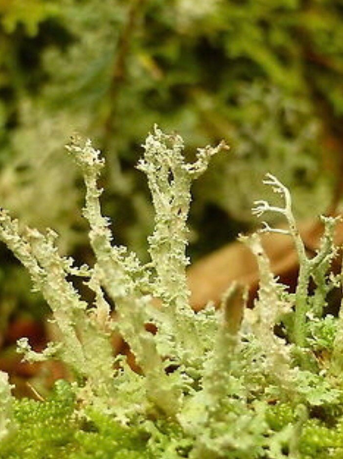 Dragon horn lichen, with Phytosanitary certification and Passport, grown by moss supplier