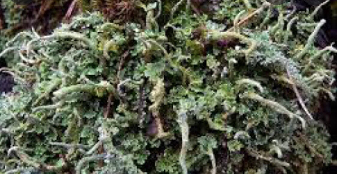 Dragon horn lichen, with Phytosanitary certification and Passport, grown by moss supplier
