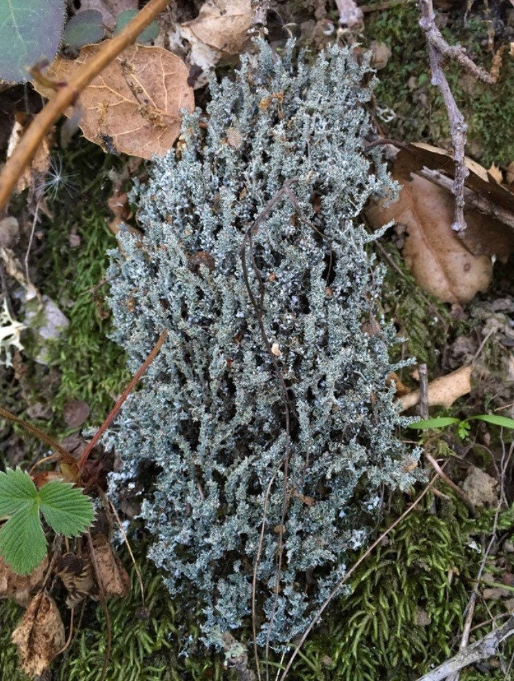 Dragon horn lichen, with Phytosanitary certification and Passport, grown by moss supplier