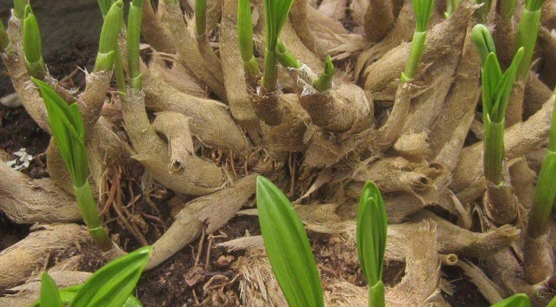 Allium victorialis bulbs or seeds, with Phytosanitary certification and Passport, grown by moss supplier