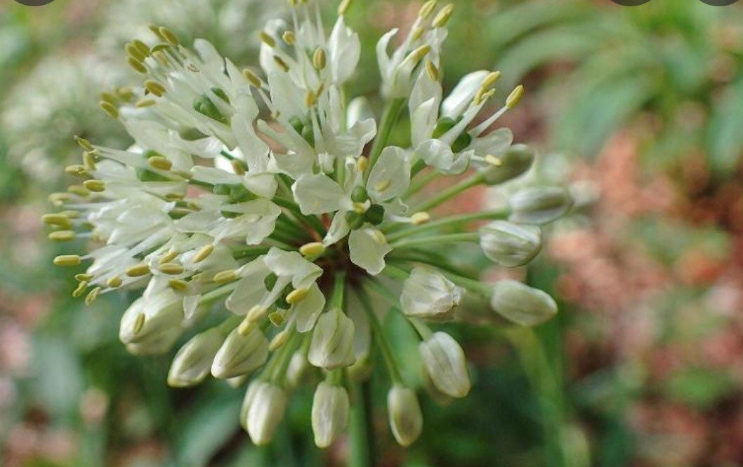 Allium victorialis  bulbs or seeds, with Phytosanitary certification and Passport, grown by moss supplier