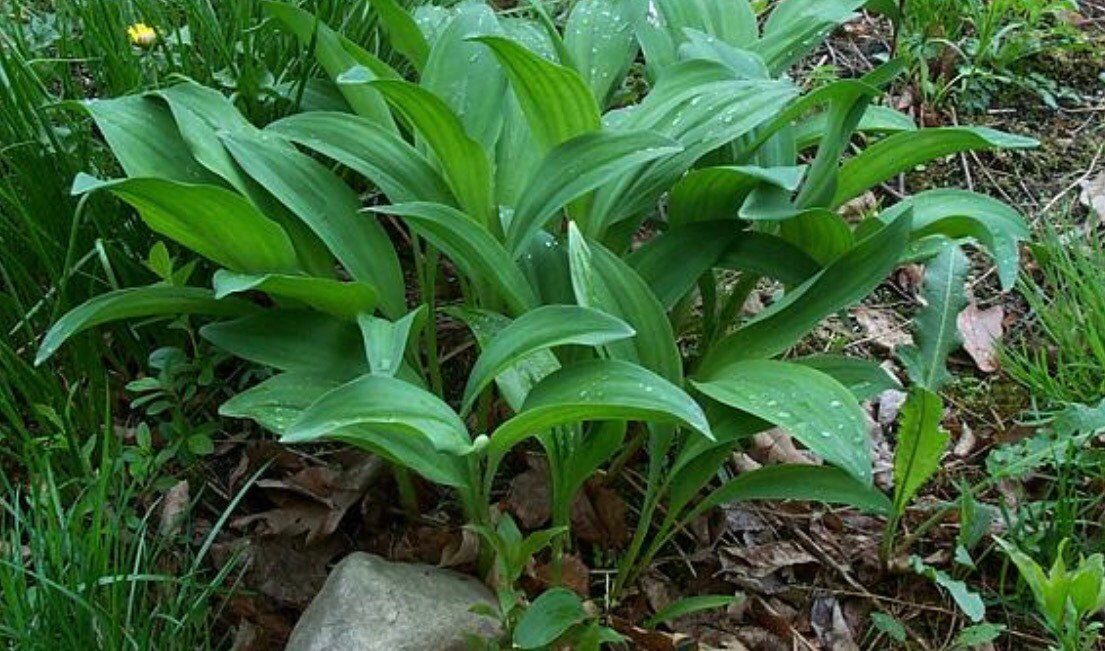 Allium victorialis  bulbs or seeds, with Phytosanitary certification and Passport, grown by moss supplier