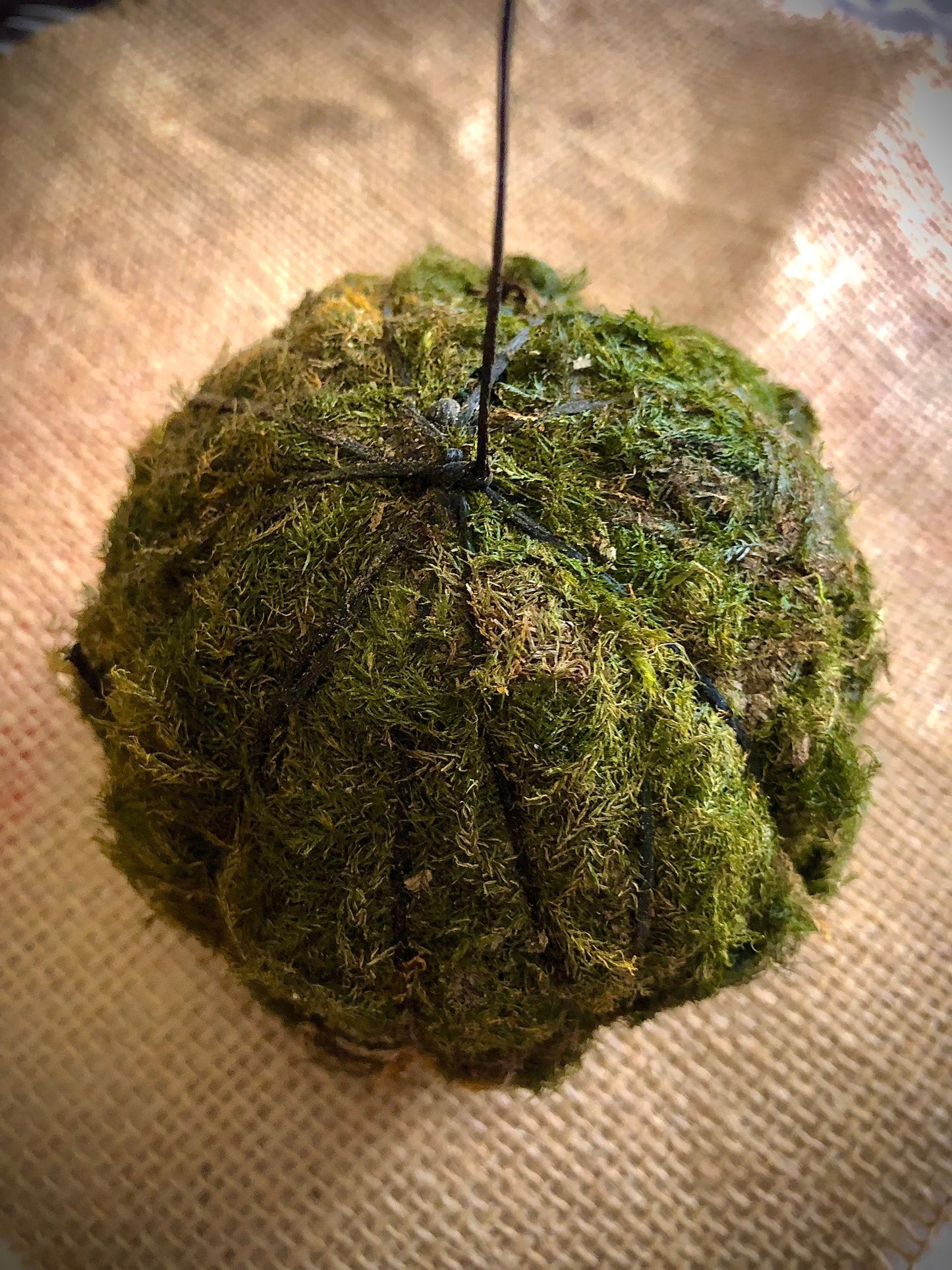 Wabi kusa Balls terrarium or aquarium