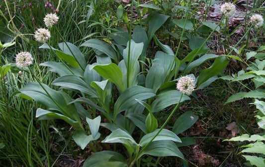 Allium victorialis  bulbs or seeds, with Phytosanitary certification and Passport, grown by moss supplier