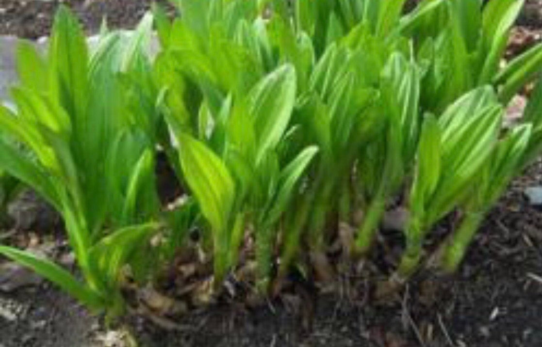 Allium victorialis bulbs or seeds, with Phytosanitary certification and Passport, grown by moss supplier