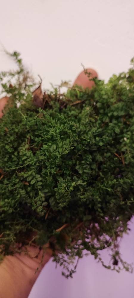 Terrarium Pearl moss, Plagiomnium affine with Phytosanitary certification and Passport, grown by moss supplier