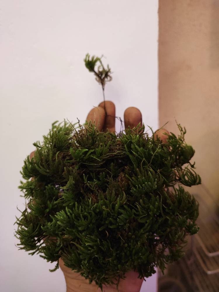Terrarium moss Climacium dendroides, Palm Tree moss with Phytosanitary certification and Passport, grown by moss supplier