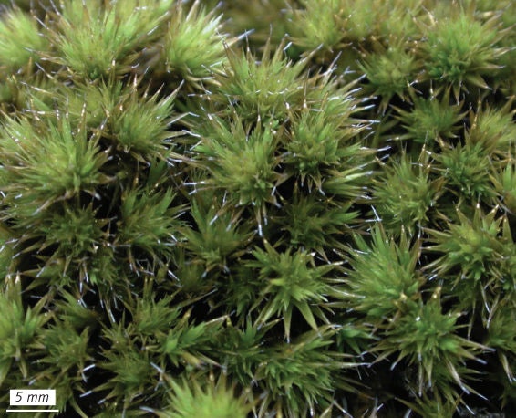 cushion moss, Campylopus pilifer, Stiff Swan-neck Moss, with Phytosanitary certification and Passport, grown by moss supplier
