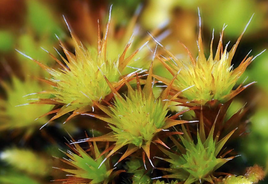 cushion moss, Campylopus pilifer, Stiff Swan-neck Moss, with Phytosanitary certification and Passport, grown by moss supplier