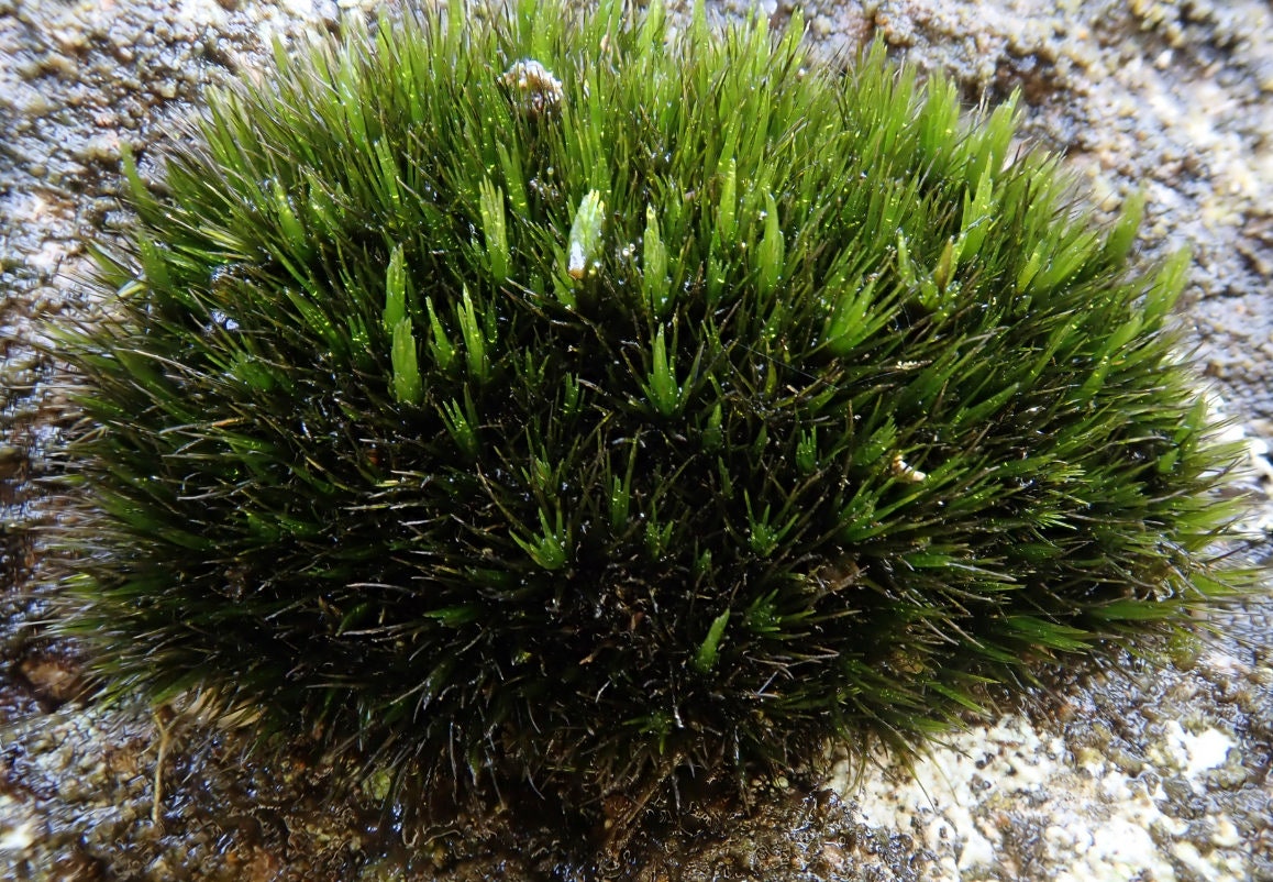 cushion moss, Campylopus pilifer, Stiff Swan-neck Moss, with Phytosanitary certification and Passport, grown by moss supplier
