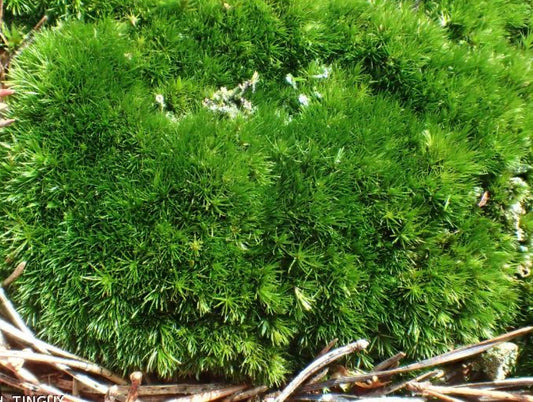 cushion moss, Campylopus pilifer, Stiff Swan-neck Moss, with Phytosanitary certification and Passport, grown by moss supplier