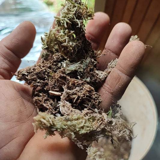 Terrarium substrate sphagnum peat moss, to raise acidity in the substrate.