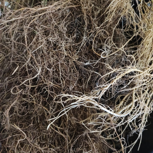 Ash flexible spider roots