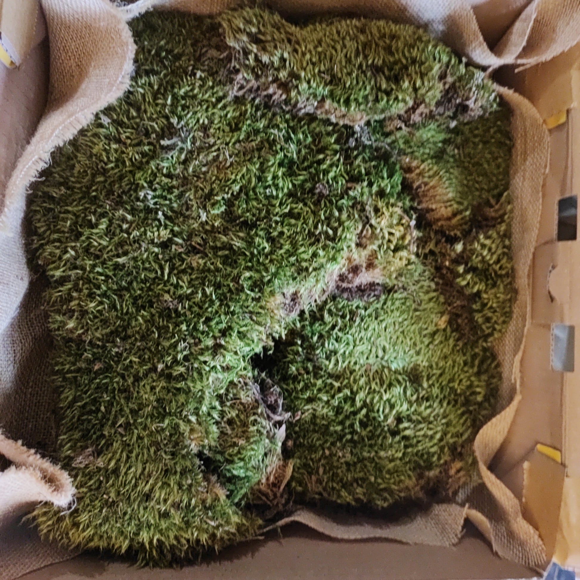 Live Frog Moss Mood Moss Pads Dicranum for Terrarium or Vivarium Quart Bag  -  Australia
