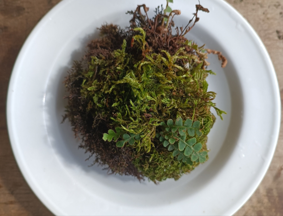 Hypertufa moss-ball with ferns, table centerpiece, decoration, desk art