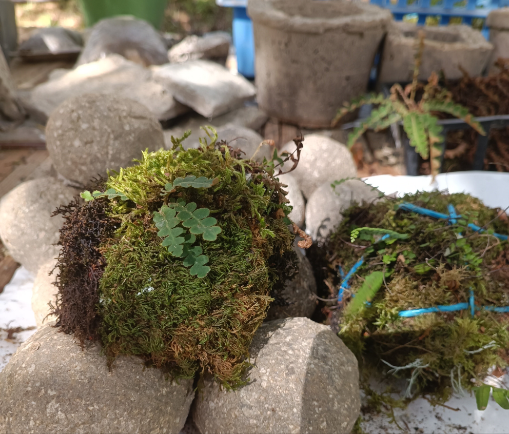 Hypertufa moss-ball with ferns, table centerpiece, decoration, desk art