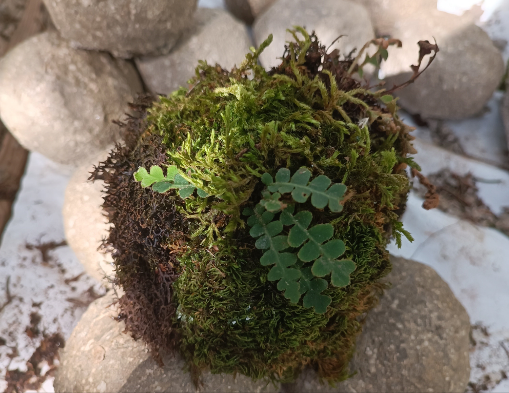 Hypertufa moss-ball with ferns, table centerpiece, decoration, desk art