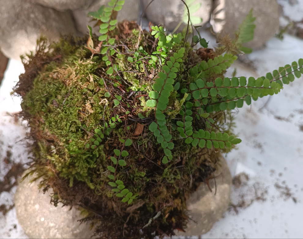 Hypertufa moss-ball with ferns, table centerpiece, decoration, desk art