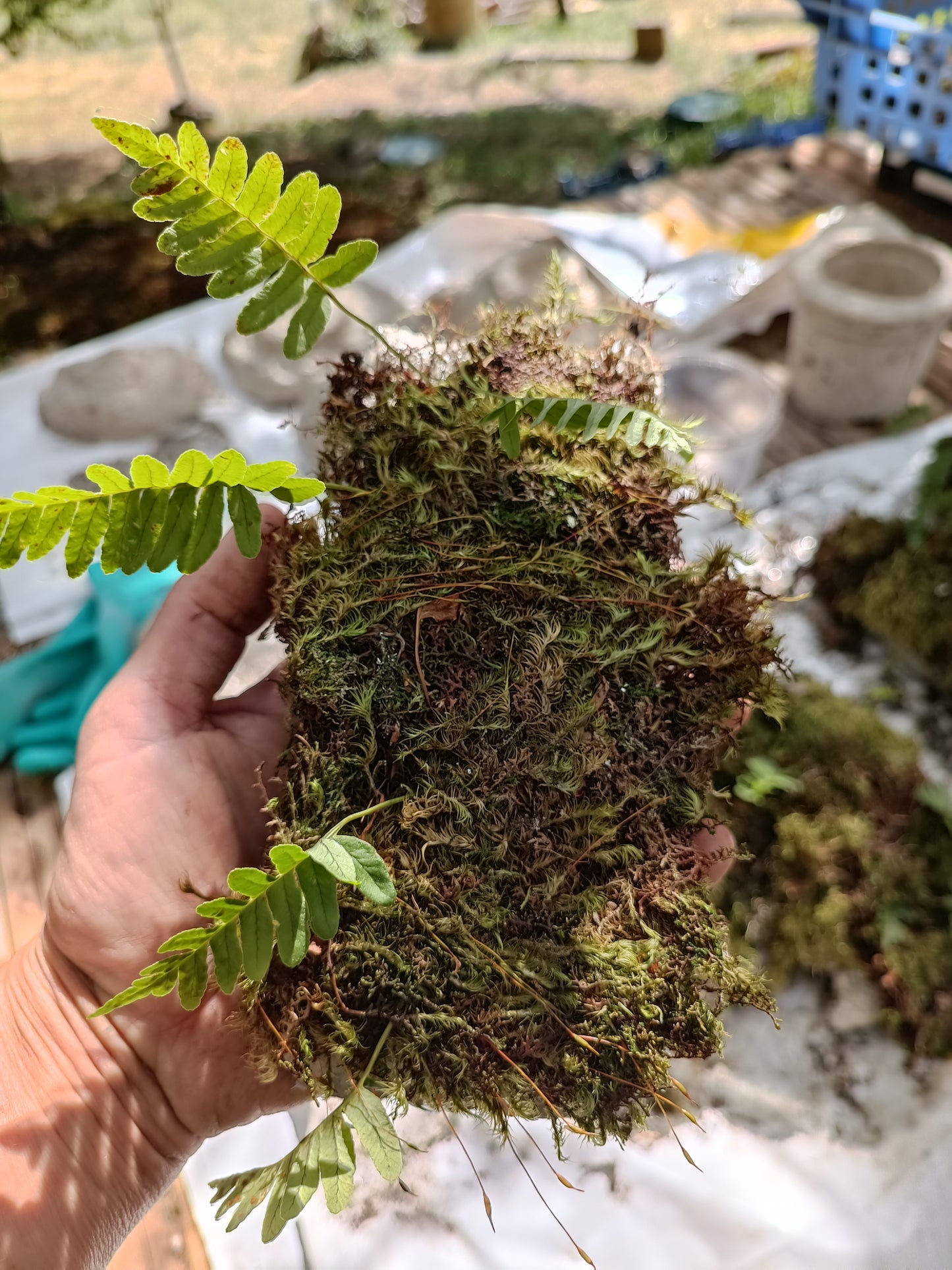 Hypertufa Tiles with moss carpet with ferns, for terrariums and vertical backdrop living walls.