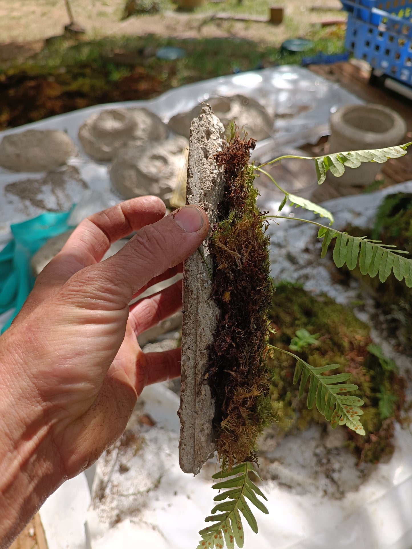 Hypertufa Tiles with moss carpet with ferns, for terrariums and vertical backdrop living walls.