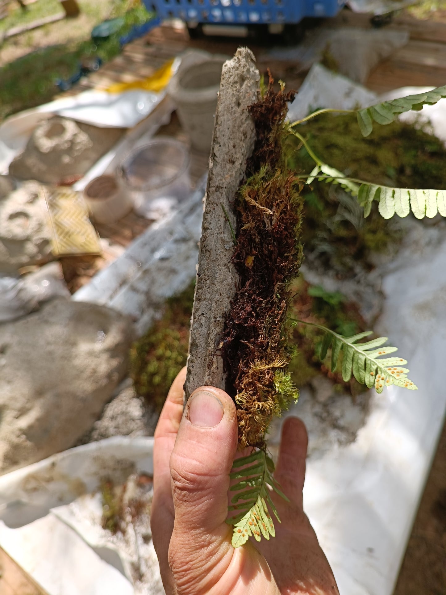 Hypertufa Tiles with moss carpet with ferns, for terrariums and vertical backdrop living walls.