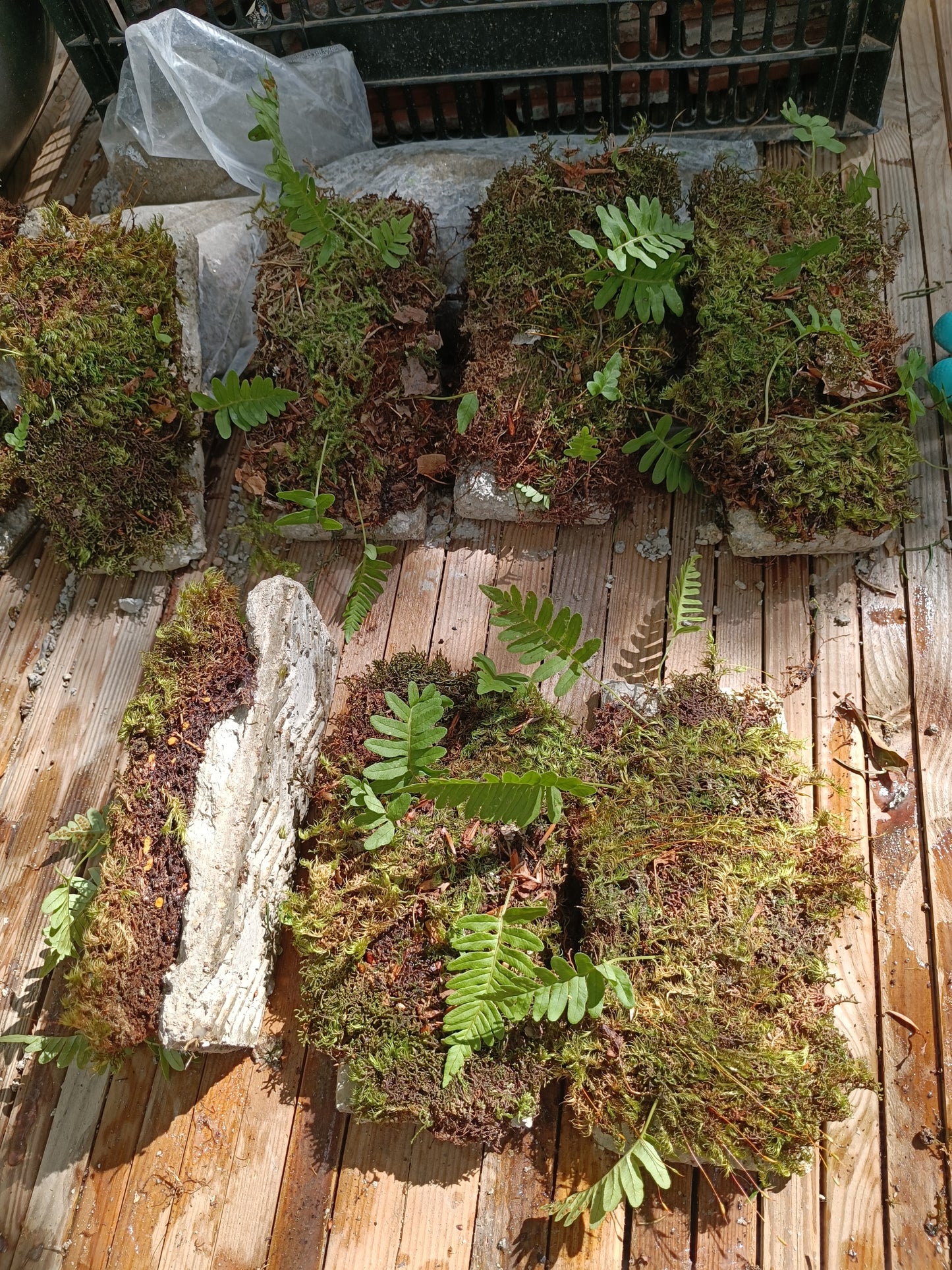 Hypertufa Tiles with moss carpet with ferns, for terrariums and vertical backdrop living walls.