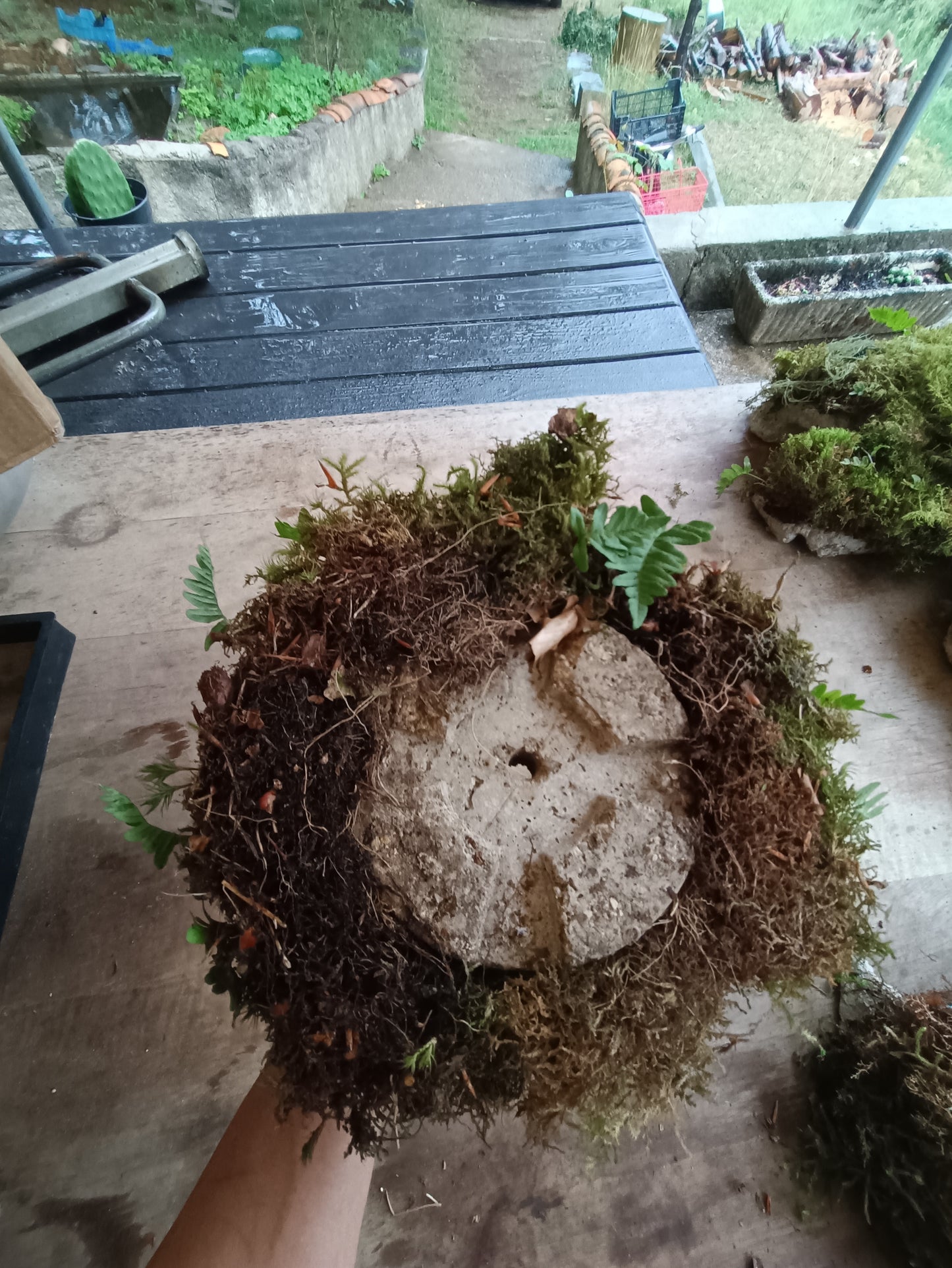 Hyper tufa plant pot with living moss and ferns attached. Indoor outdoor and light weight the perfect gift.