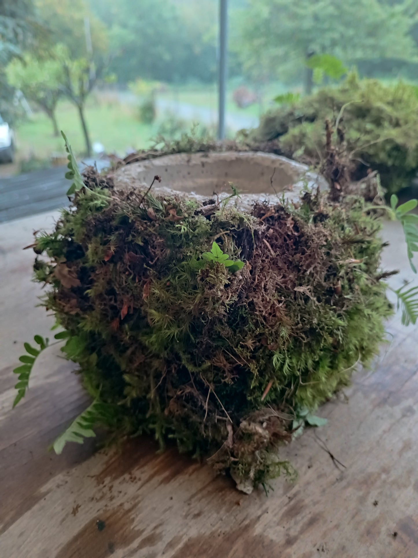 Hyper tufa plant pot with living moss and ferns attached. Indoor outdoor and light weight the perfect gift.