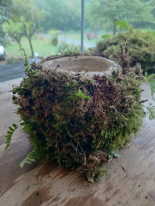 Hyper tufa plant pot with living moss and ferns attached. Indoor outdoor and light weight the perfect gift.