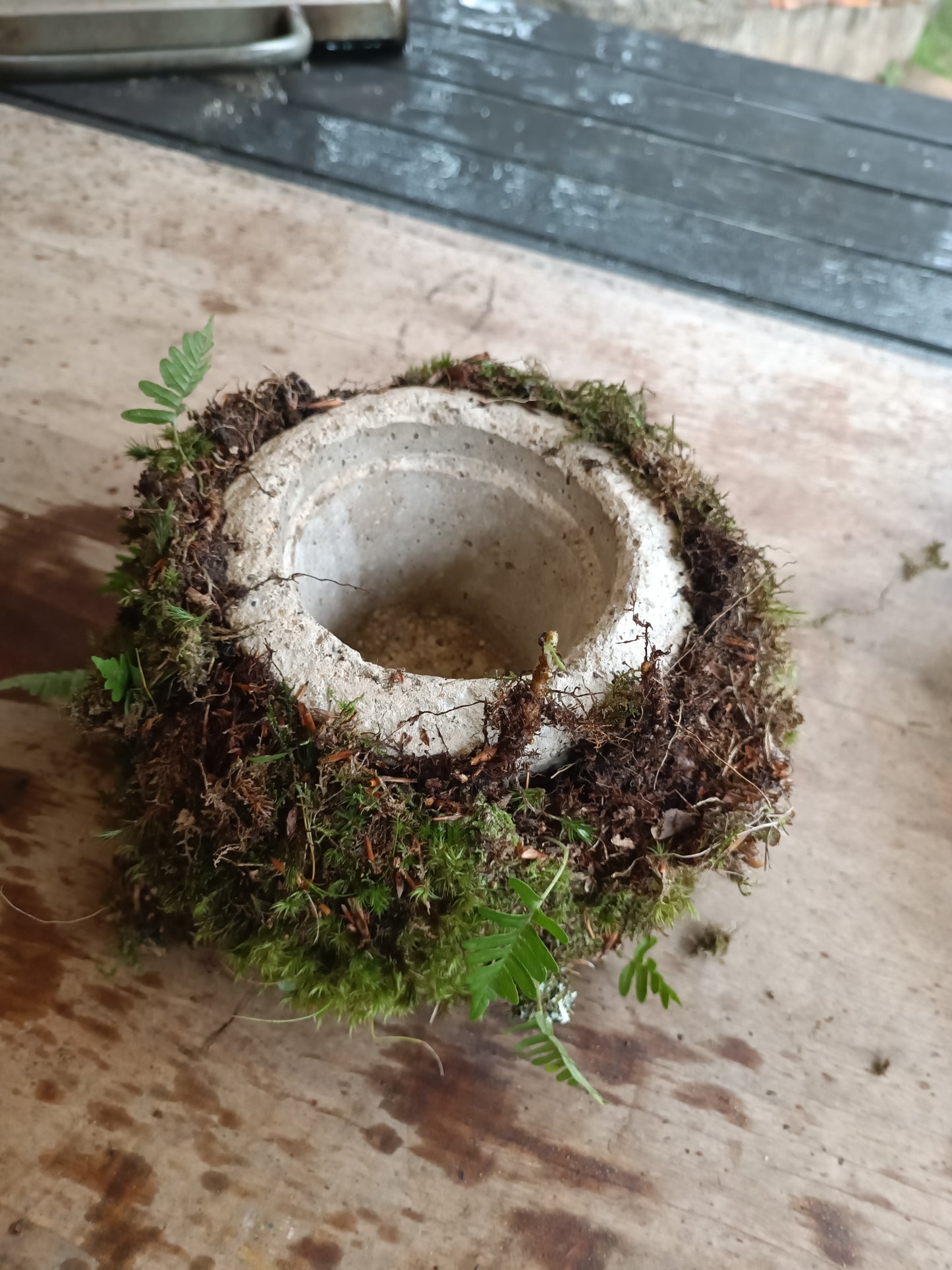 Hyper tufa plant pot with living moss and ferns attached. Indoor outdoor and light weight the perfect gift.