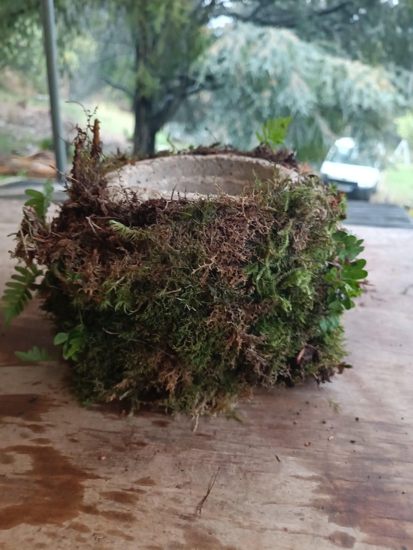 Hyper tufa plant pot with living moss and ferns attached. Indoor outdoor and light weight the perfect gift.