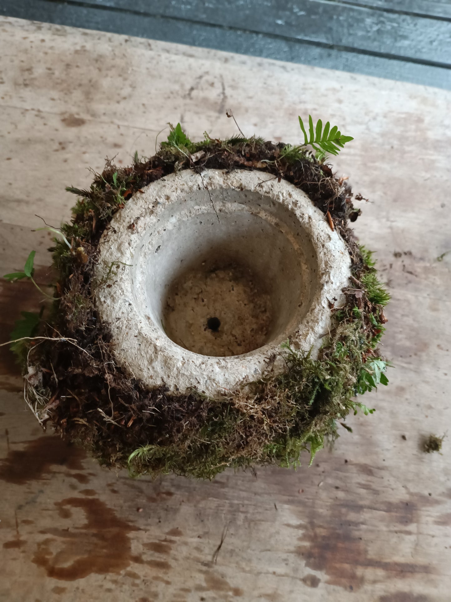 Hyper tufa plant pot with living moss and ferns attached. Indoor outdoor and light weight the perfect gift.