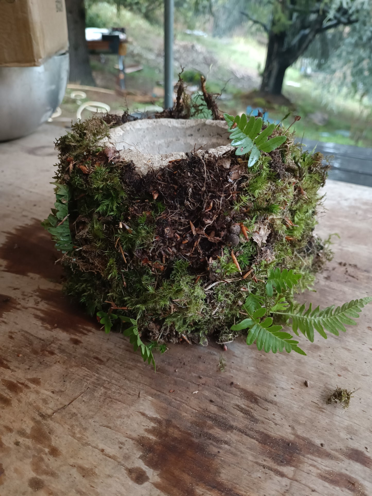 Hyper tufa plant pot with living moss and ferns attached. Indoor outdoor and light weight the perfect gift.